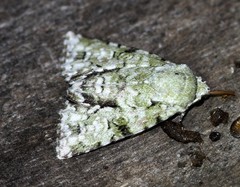 Acronicta psorallina