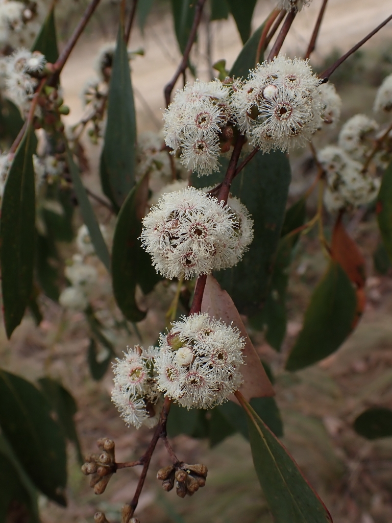 narrowleaf peppermint gum from Riddells Creek VIC 3431, Australia on