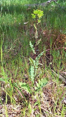 Image of Senecio picridioides by no rights reserved