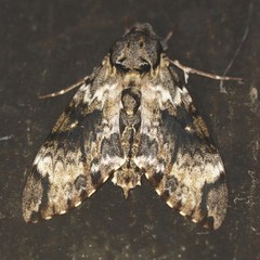Psilogramma menephron