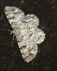 Thallogama corticola