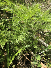 Eupatorium capillifolium image