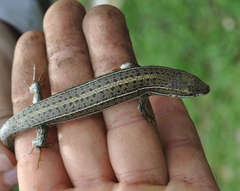 Heremites vittatus