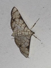 Aphytoceros lucusalis