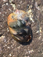 Cypraecassis coarctata