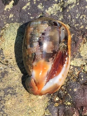 Cypraecassis coarctata