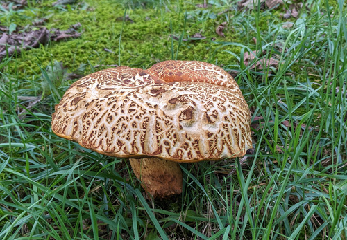 Rugiboletus extremiorientalis