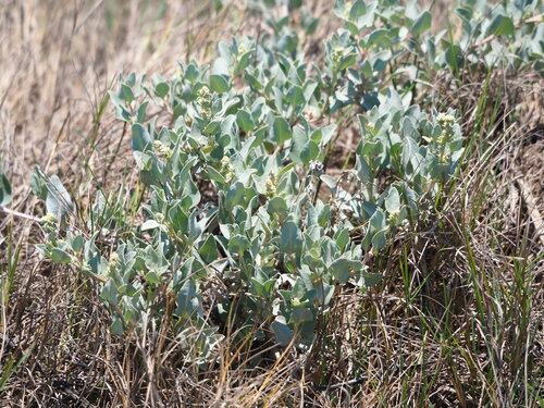 Image of Maximowicz's Saltbush (Atriplex maximowicziana) by no rights reserved