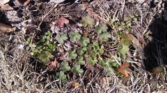 Geranium carolinianum carolinianum
