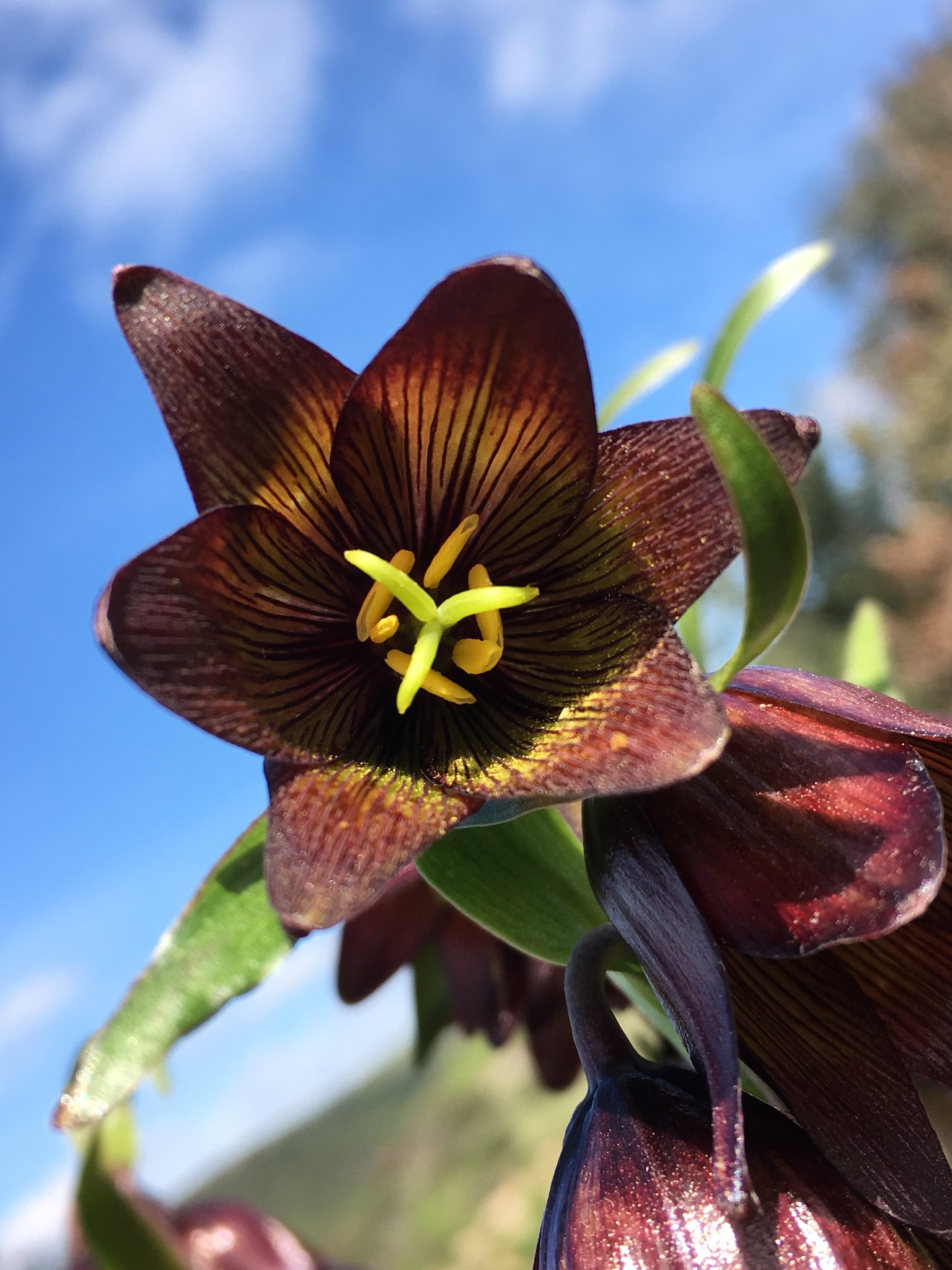 Fritillaria biflora