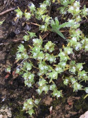 Cryptantha maritima maritima