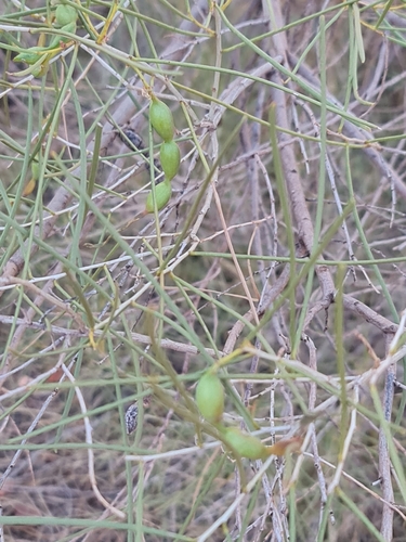Acacia (Acacia sclerosperma)