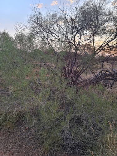Image of Acacia sclerosperma by (c) Belinda Forbes, some rights reserved (CC BY)