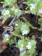 Cryptantha maritima maritima