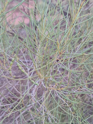 Image of Acacia sclerosperma by (c) Belinda Forbes, some rights reserved (CC BY)