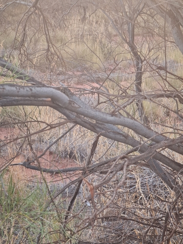 Image of Acacia sclerosperma by (c) Belinda Forbes, some rights reserved (CC BY)