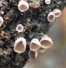 Cyphellaceae