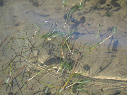 Image of Halophila ovalis by no rights reserved