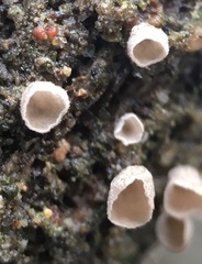Cyphellaceae