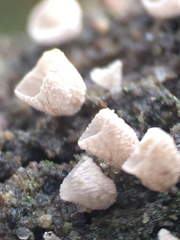 Cyphellaceae