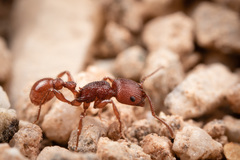 Pogonomyrmex imberbiculus