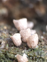 Cyphellaceae
