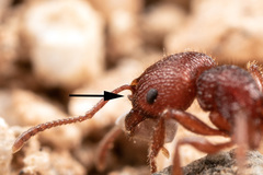 Pogonomyrmex imberbiculus