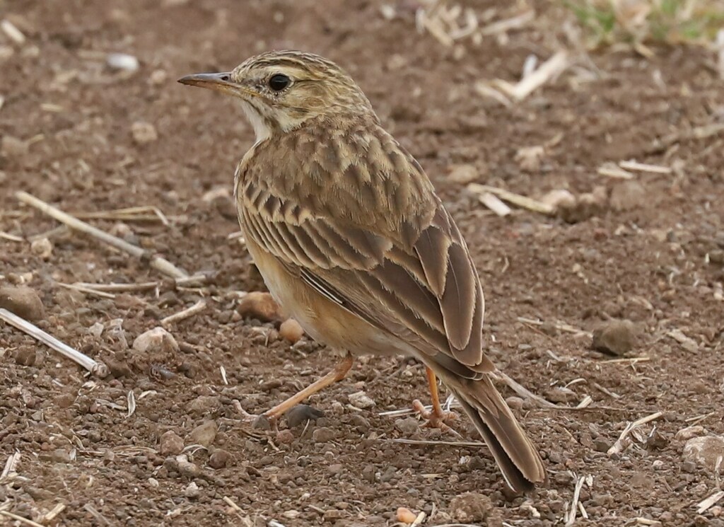 Kimberley Pipit