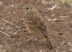 Kimberley Pipit photo 1