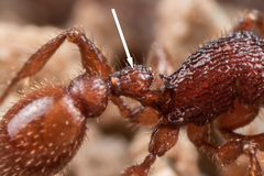 Pogonomyrmex imberbiculus