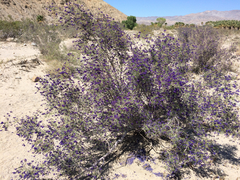 Psorothamnus schottii