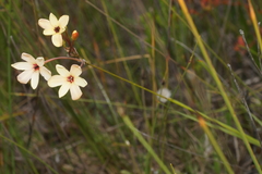 Ixia paniculata