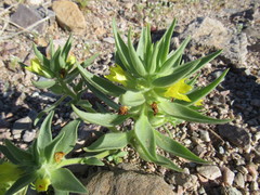 Mohavea breviflora