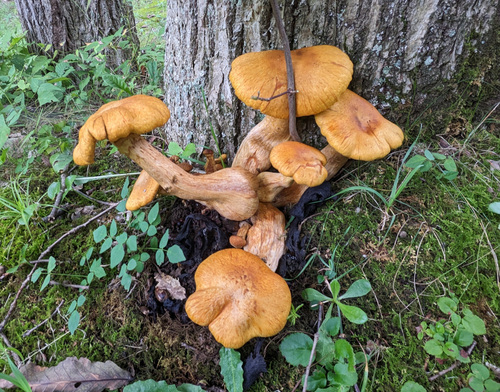 Gymnopilus junonius