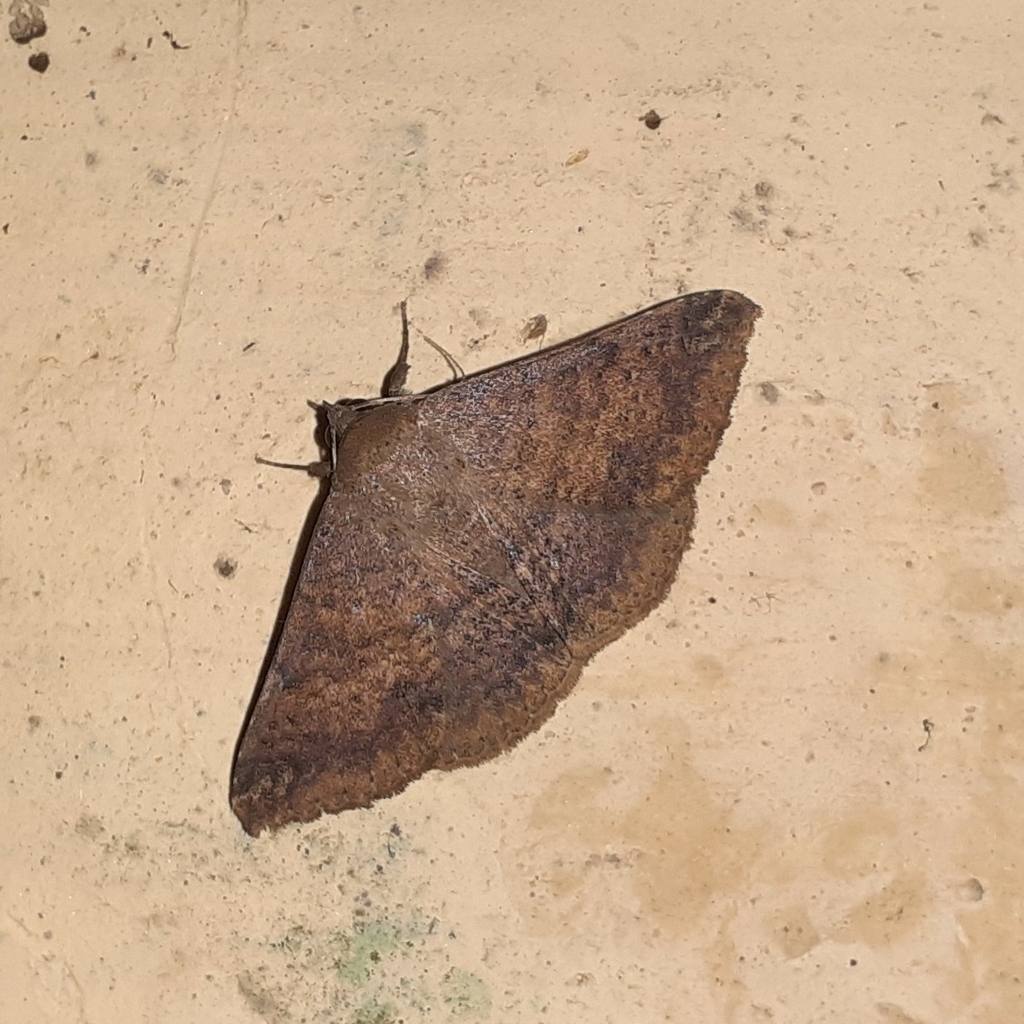 Sober Tabby from Mumbai Veterinary College, Goregaon on September 22, 2023 at 1154 AM by Soham