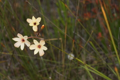 Ixia paniculata