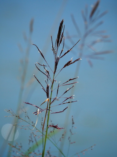 Forest bluegrass (Bothriochloa glabra)