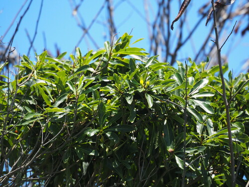 Pittosporum pentandrum