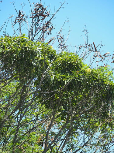 Pittosporum pentandrum