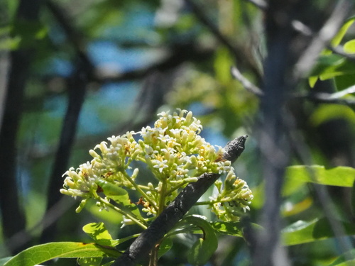 Pittosporum pentandrum
