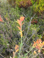 Castilleja integrifolia