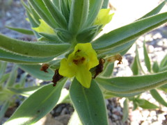 Mohavea breviflora
