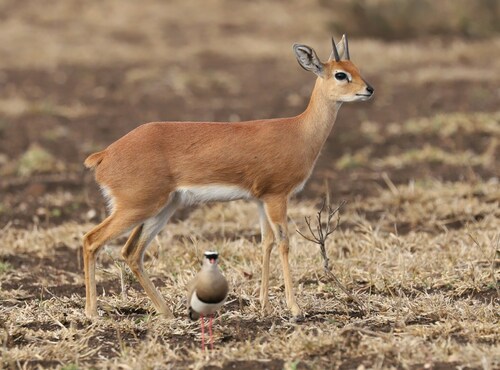 Raphicerus campestris