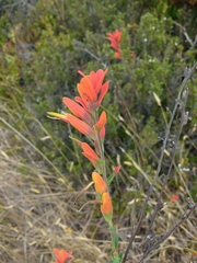 Castilleja integrifolia