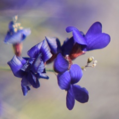 Psorothamnus schottii