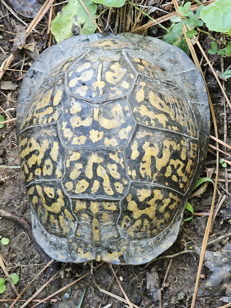 Eastern Box Turtle In September 2023 By Dale A Morgan INaturalist   Large 