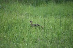 Rhynchotus rufescens