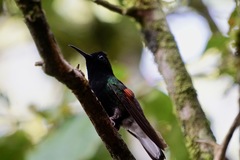 Eupherusa nigriventris