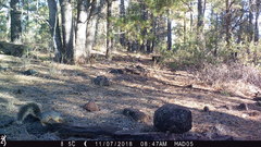 Sciurus nayaritensis apache
