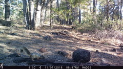 Sciurus nayaritensis apache